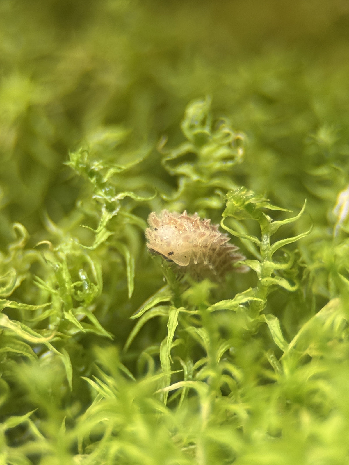 Qilin isopod captive bred by Creature Cache