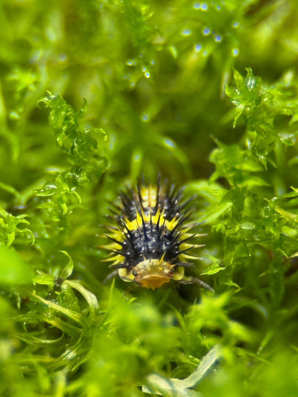 Lemon Spiky Isopod (Laureola sp.)