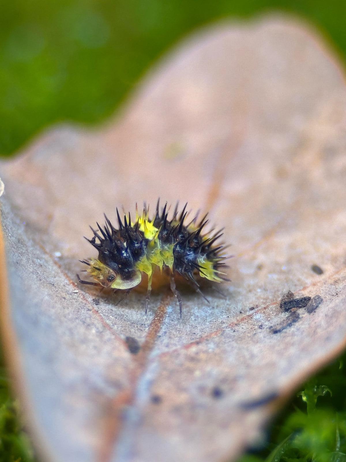 Lemon Spiky Isopod (Laureola sp.)