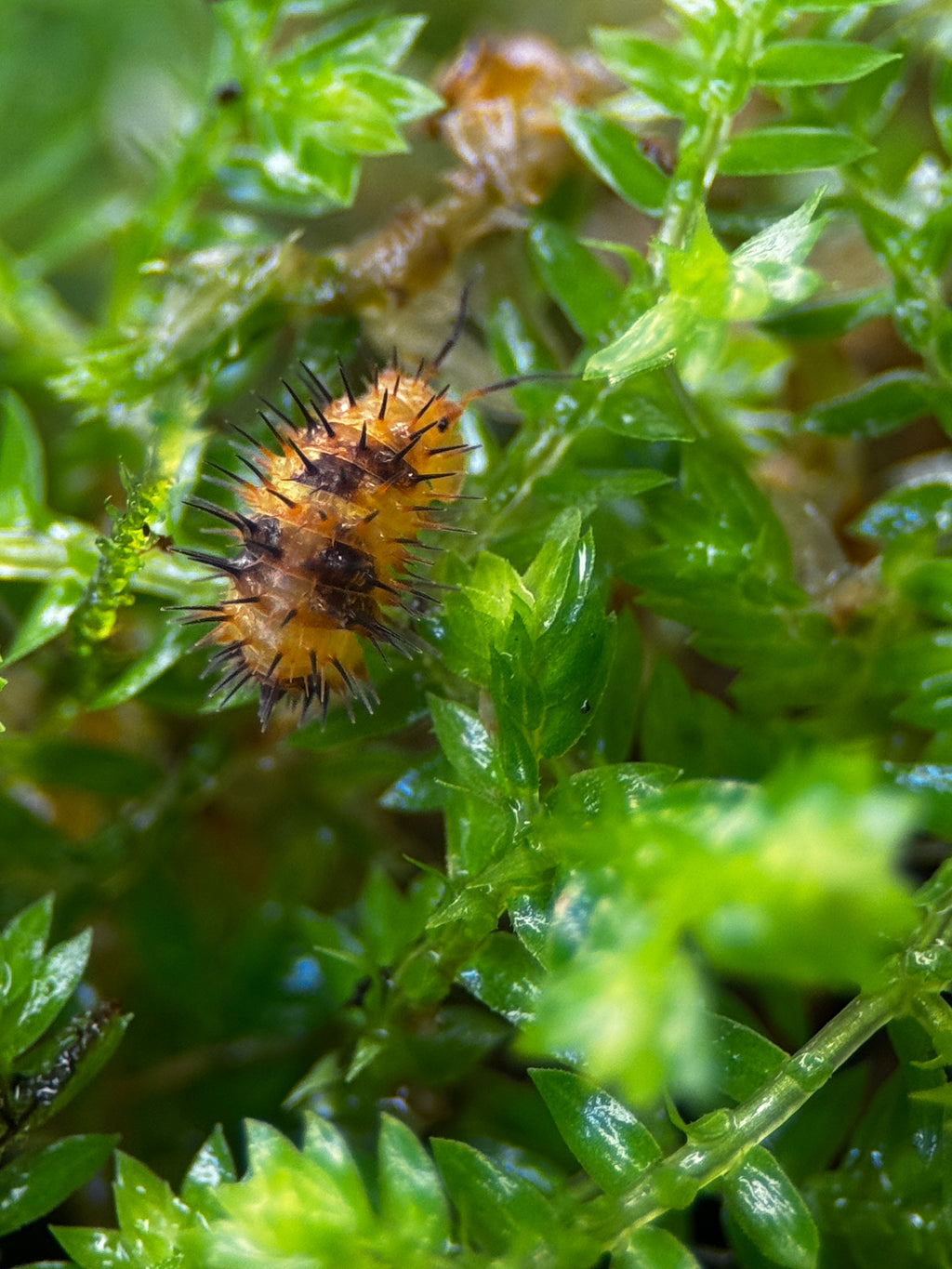 Durian Spiky Isopod (Laureola sp.)