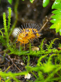 Durian Spiky Isopod (Laureola sp.)