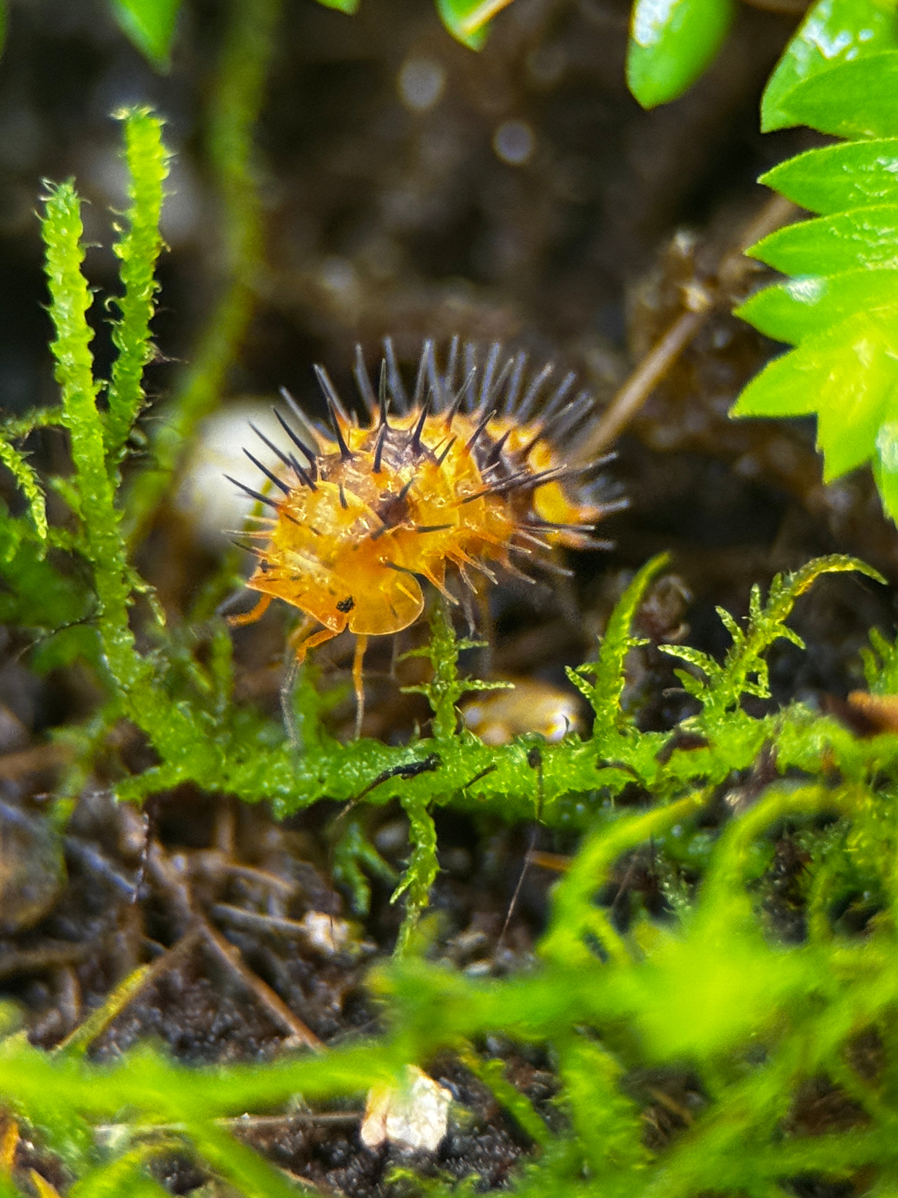 Durian Spiky Isopod (Laureola sp.)