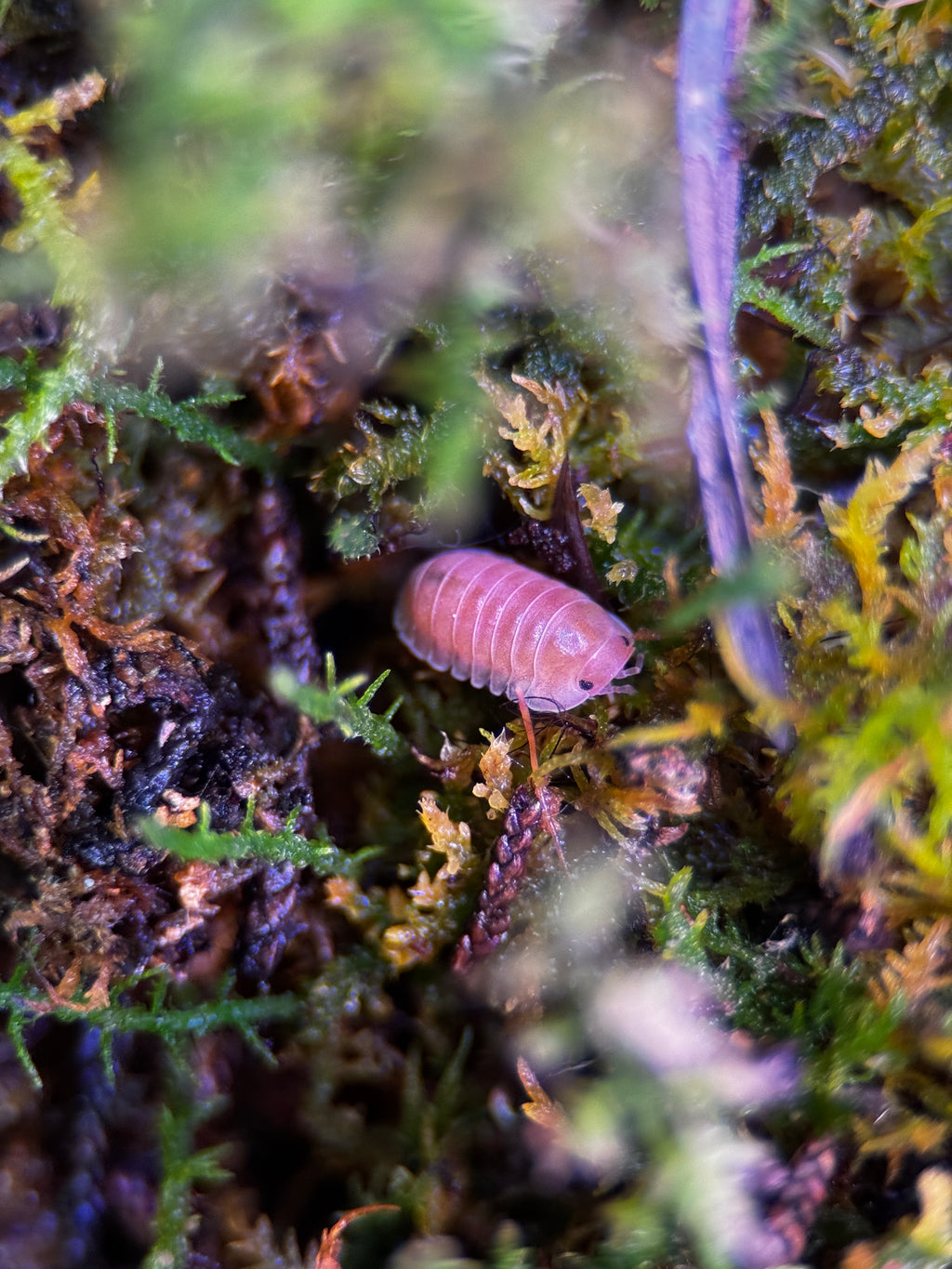 Cherry Blossom Isopod (Cubaris sp.)