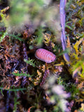 Cherry Blossom Isopod (Cubaris sp.)