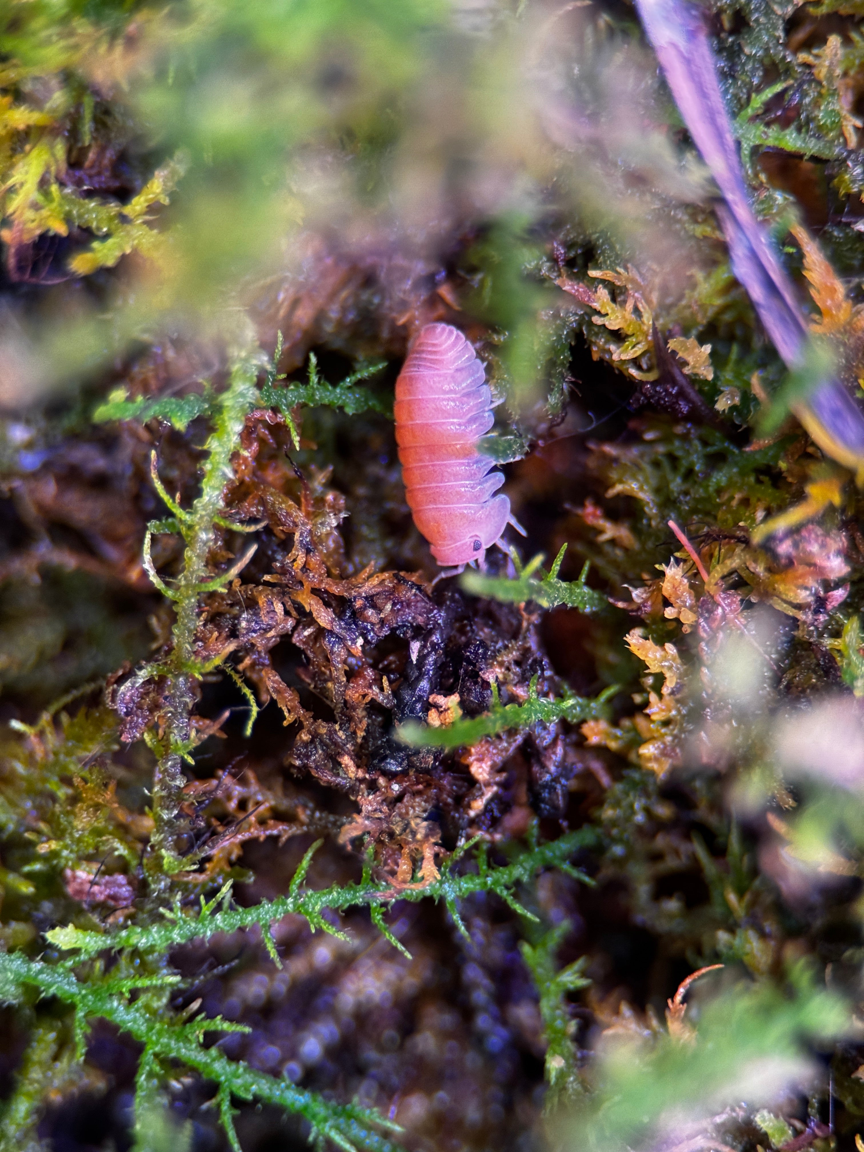 Cherry Blossom Isopod (Cubaris sp.)