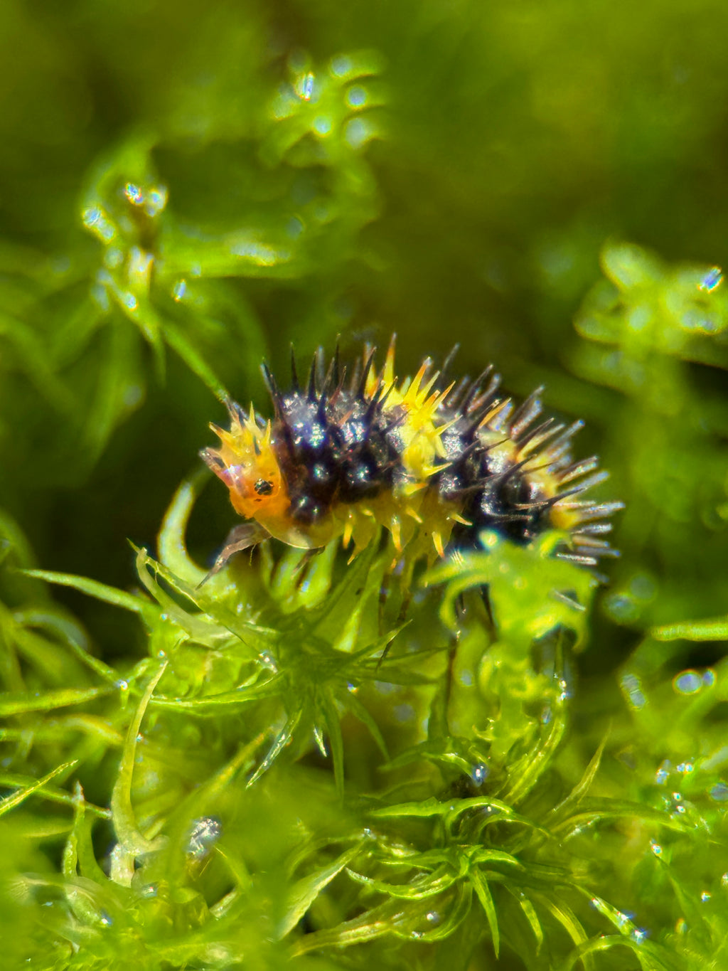 Lemon Spiky Isopod (Laureola sp.)