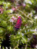 Ember Bee Isopods (Ardentiella sp.)