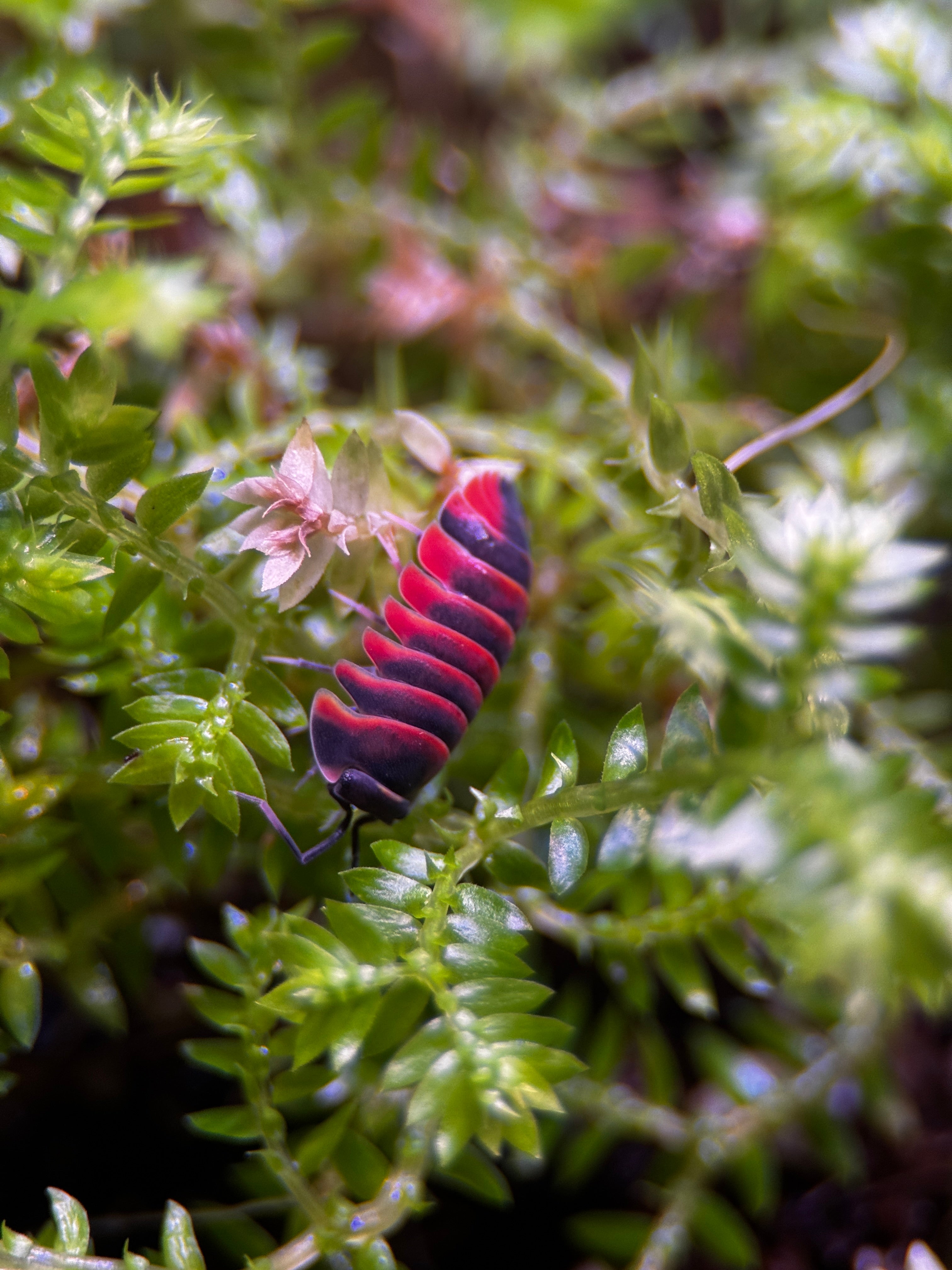 Ember Bee Isopods (Ardentiella sp.)