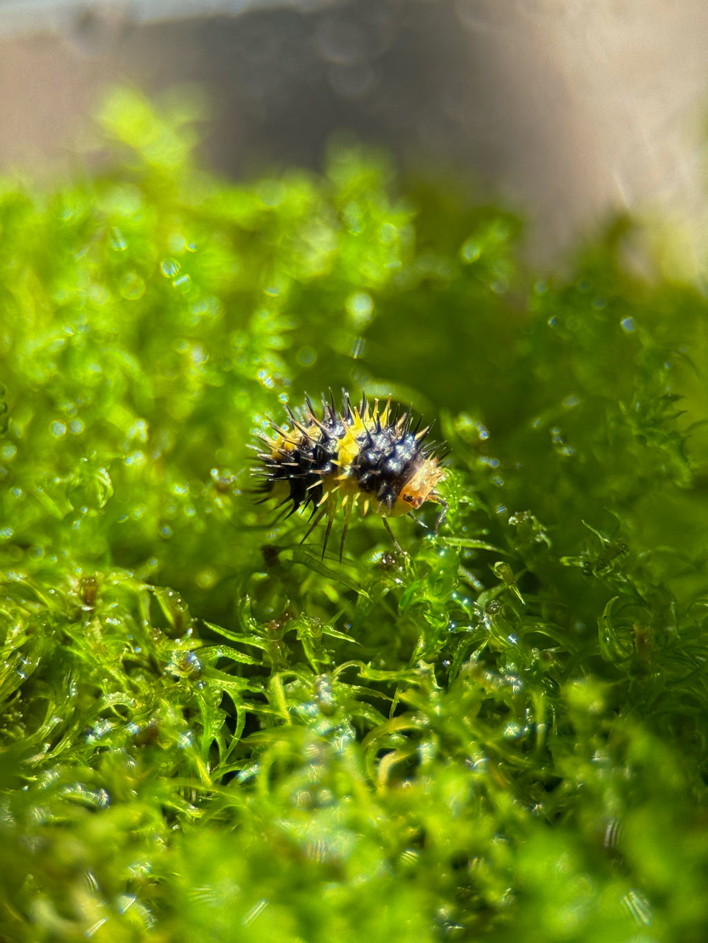 Lemon Spiky Isopod (Laureola sp.)