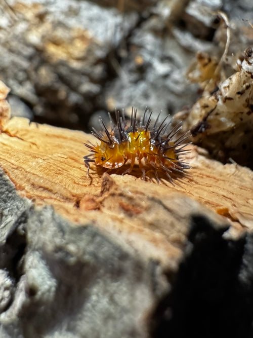 Durian Spiky Isopod (Laureola sp.)