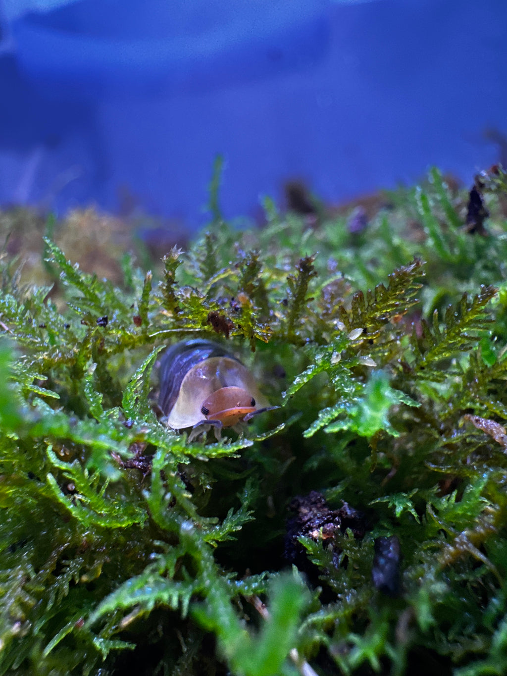 Rubber Ducky Isopod (Cubaris sp.)