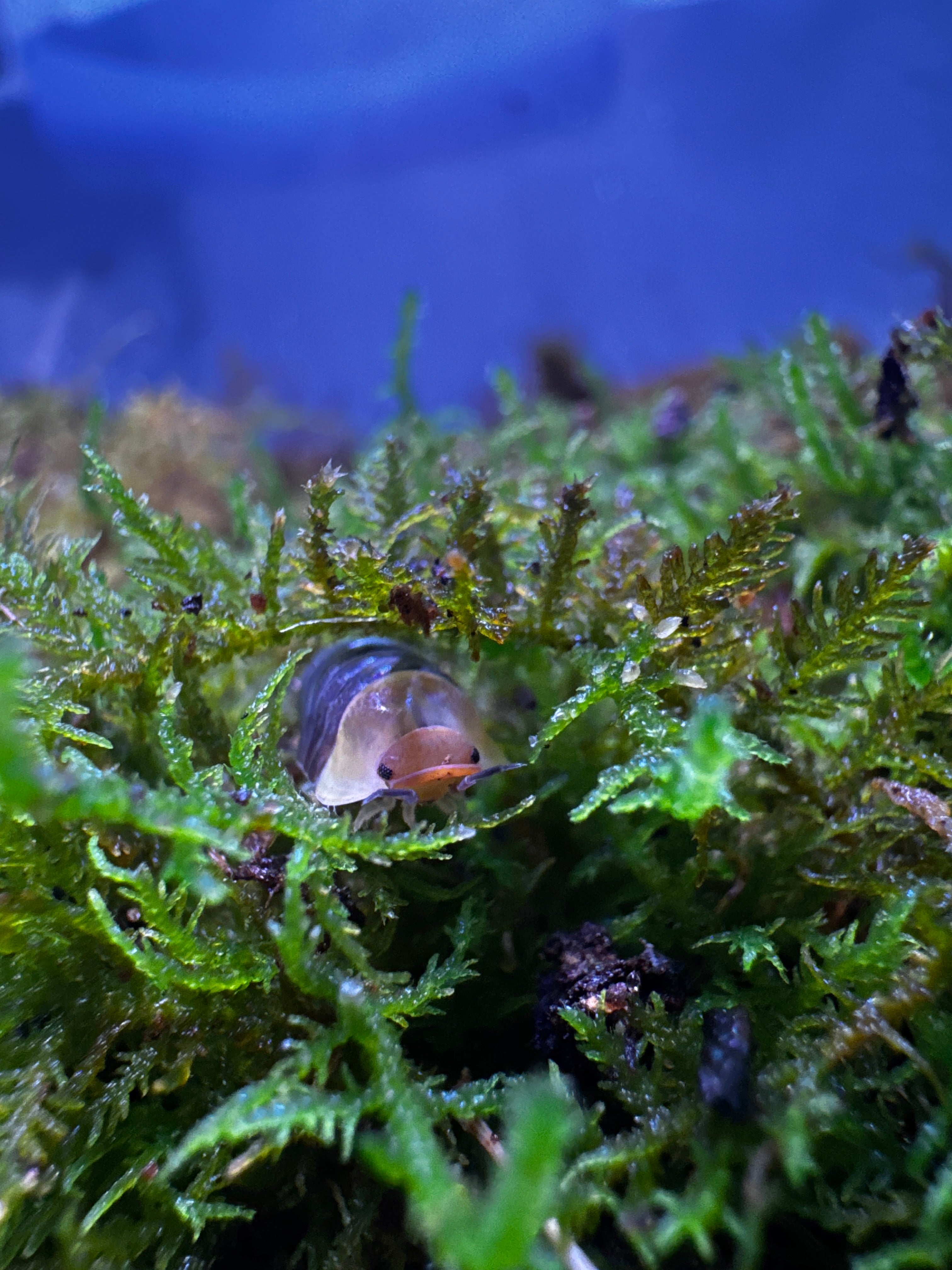 Rubber Ducky Isopod (Cubaris sp.)