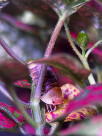 Springtail Care Guide How to Culture and Keep Springtails for Bioactiv ...