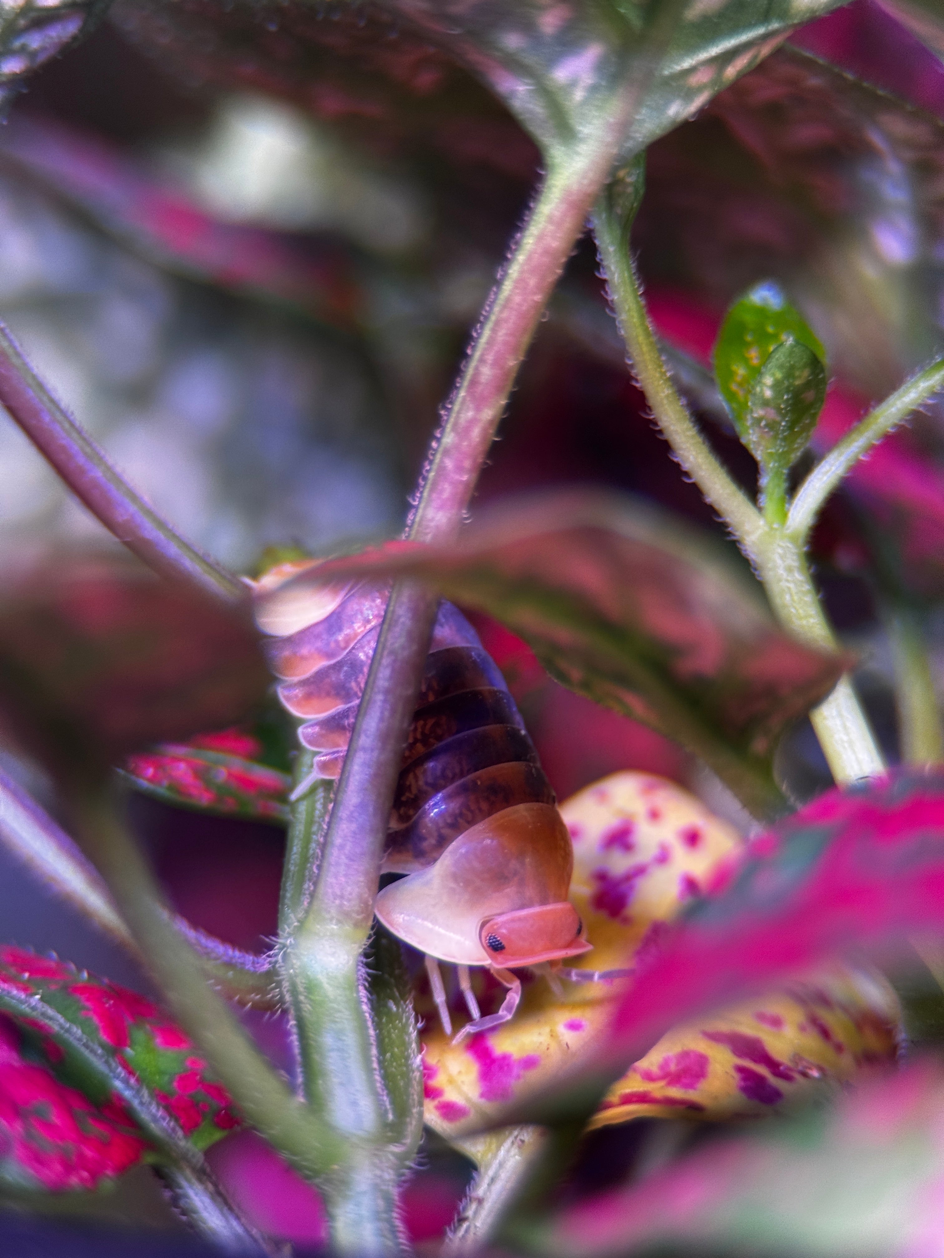 Rubber Ducky Isopod (Cubaris sp.)