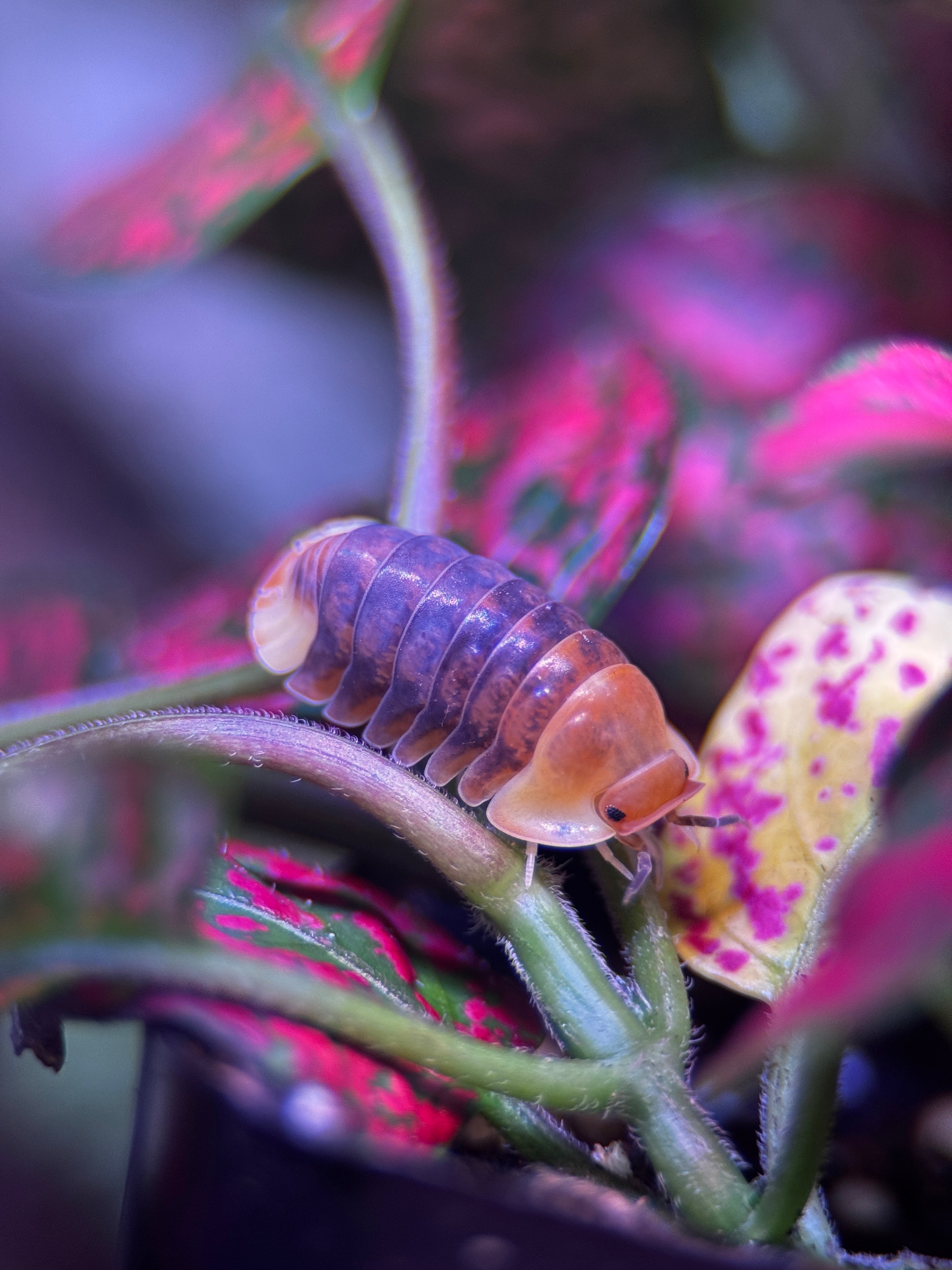 Rubber Ducky Isopod (Cubaris sp.)