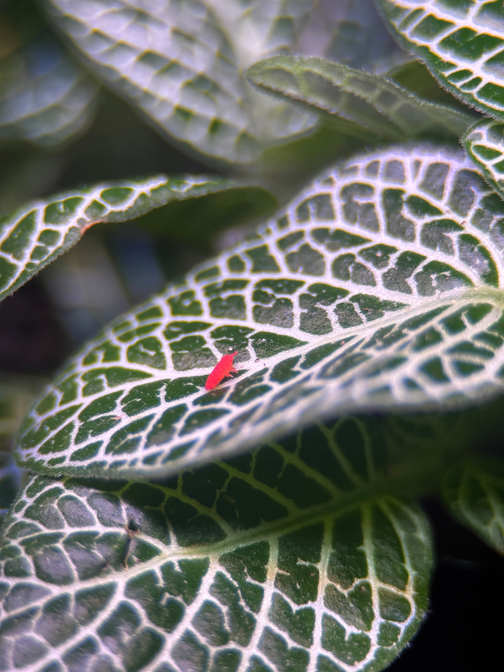 Thai Red Springtails (Lobella sp.)