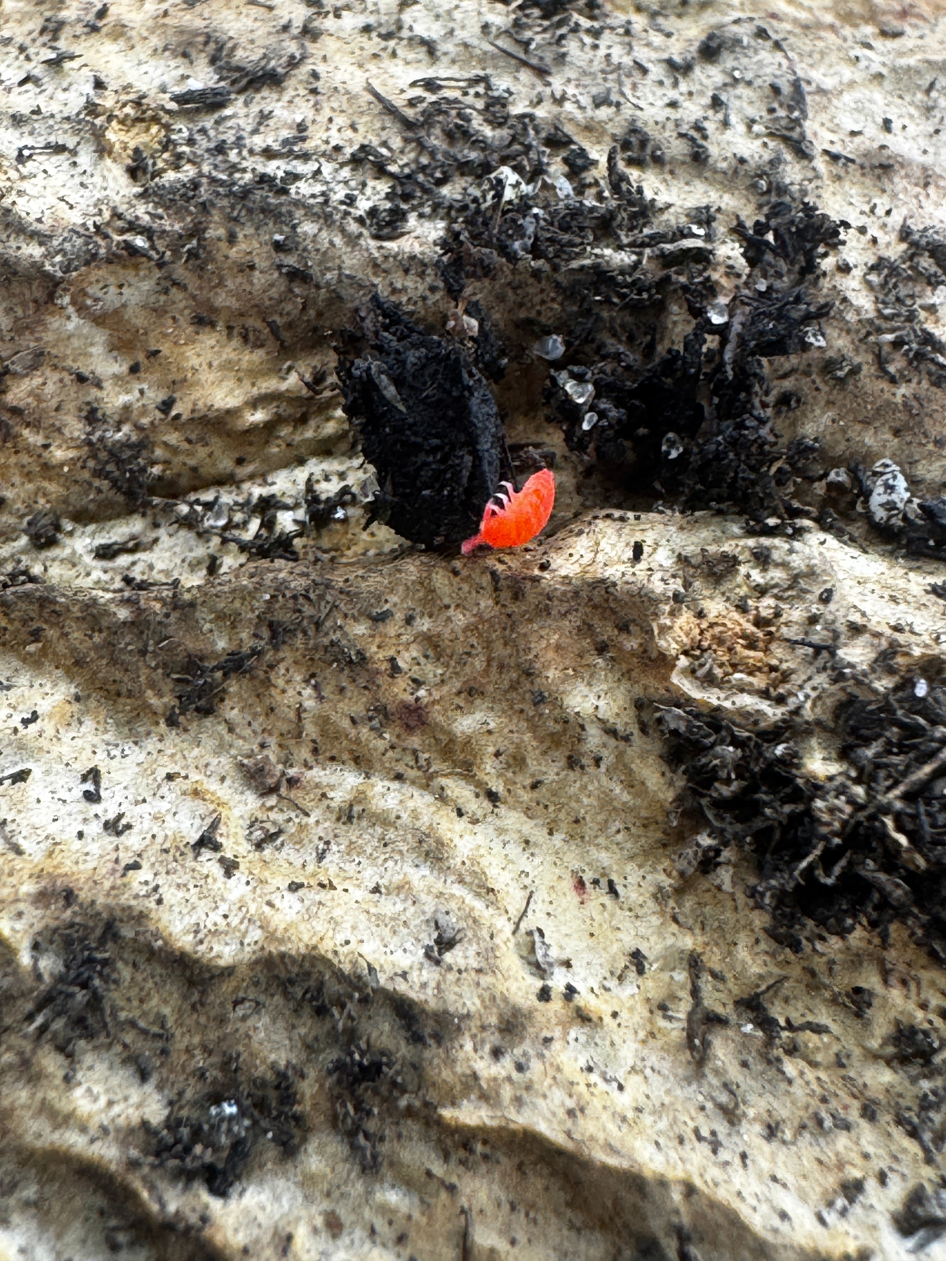 Thai Red Springtails (Lobella sp.)