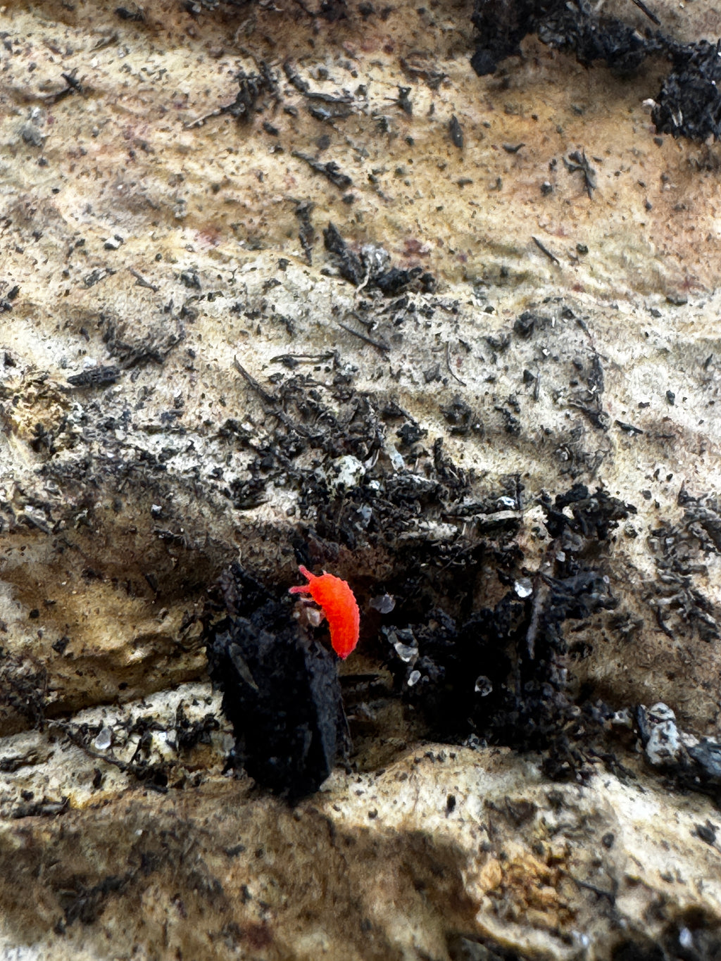 Thai Red Springtails (Lobella sp.)