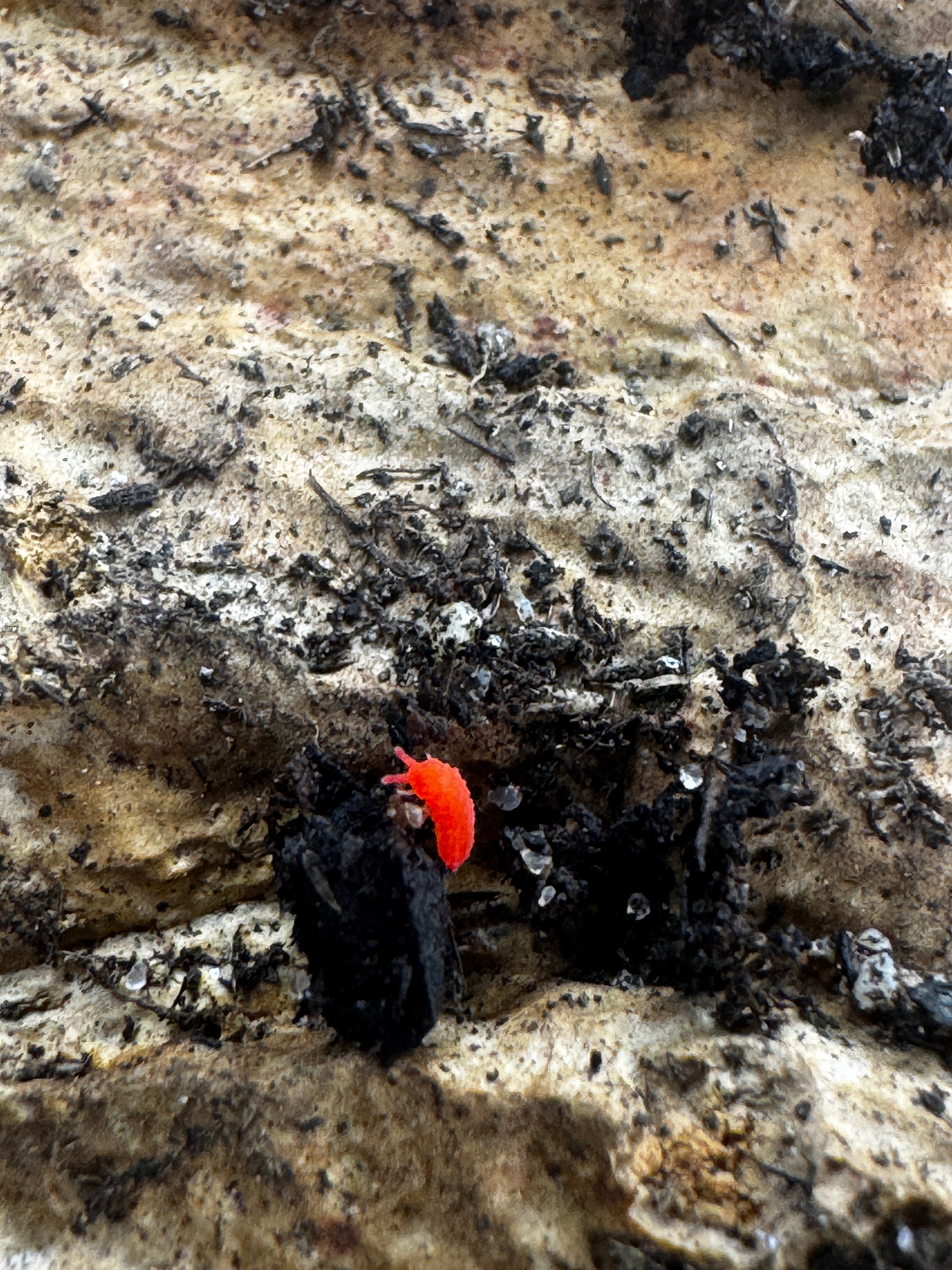 Thai Red Springtails (Lobella sp.)
