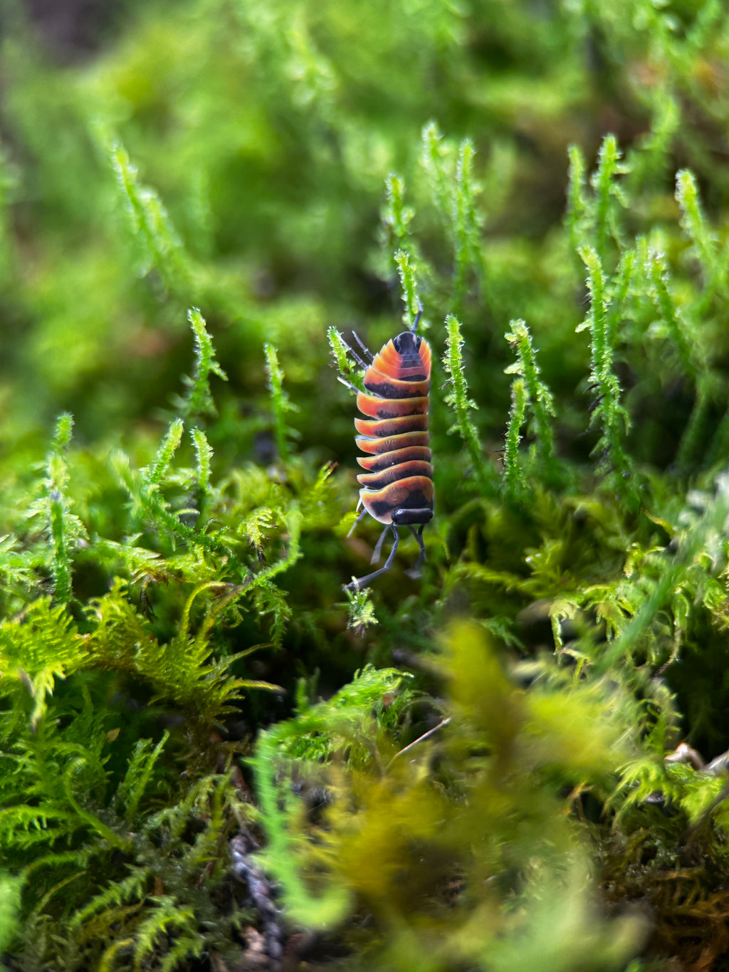 Ember Bee Isopods (Ardentiella sp.)