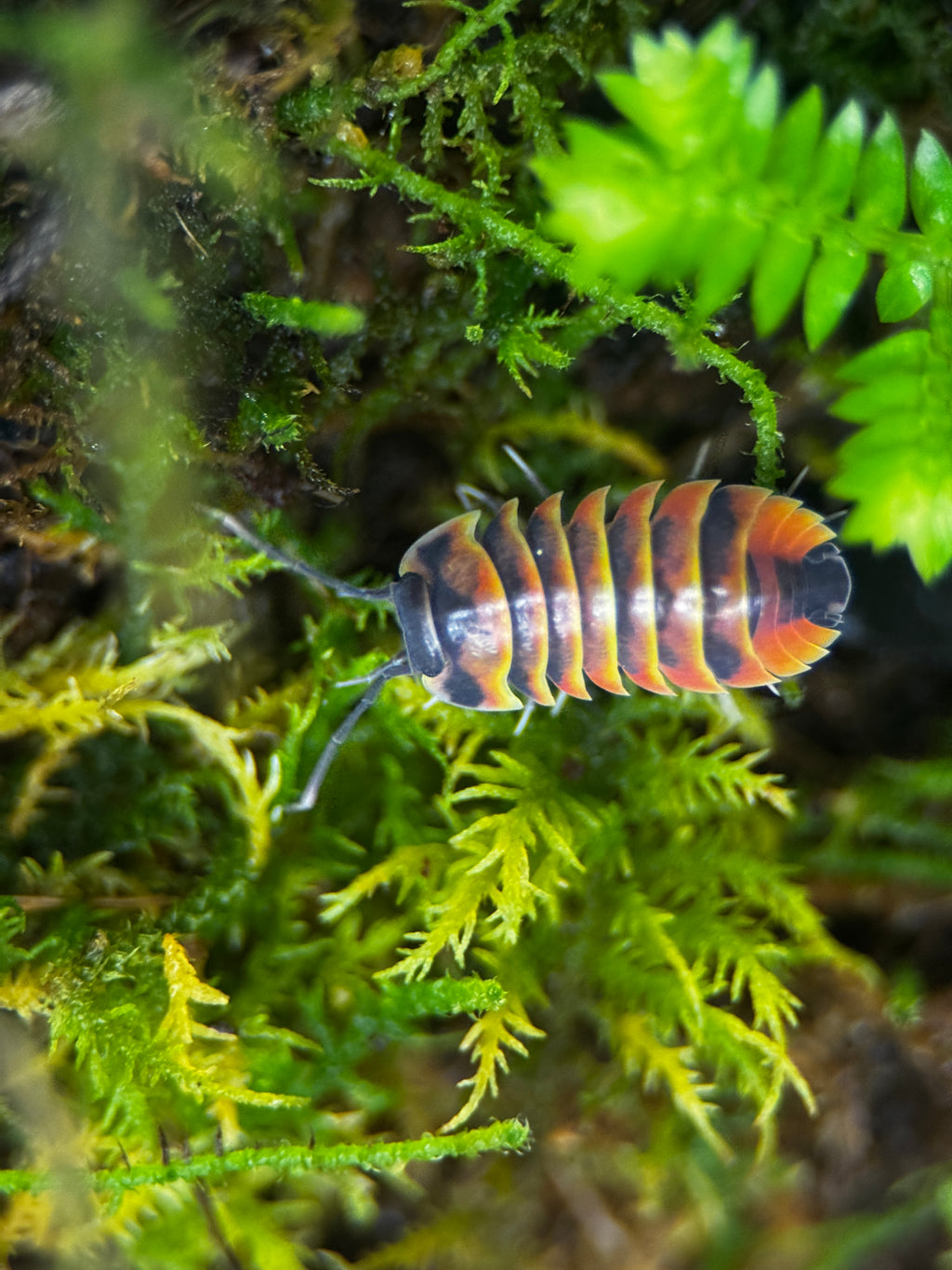 Ember Bee Isopods (Ardentiella sp.)