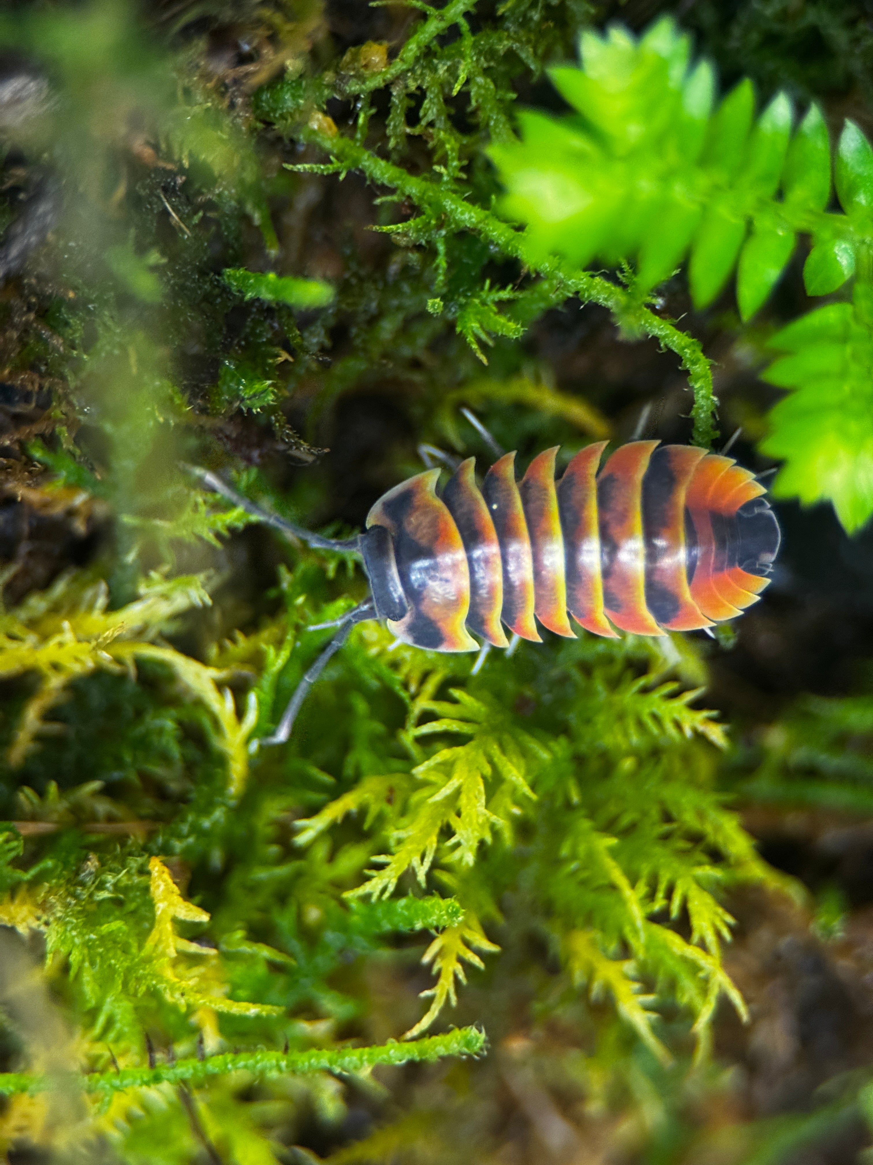 Ember Bee Isopods (Ardentiella sp.)