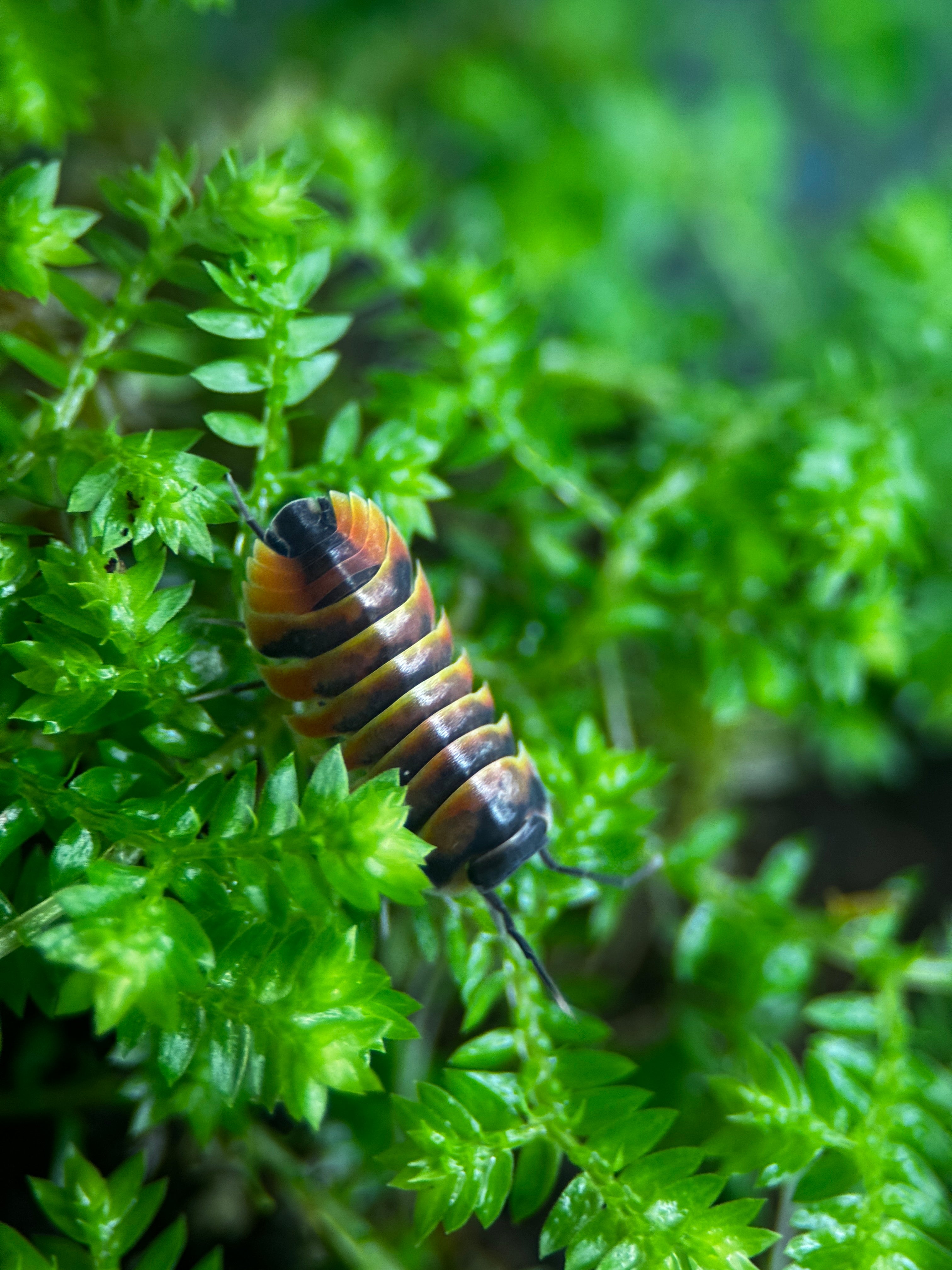 Ember Bee Isopods (Ardentiella sp.)
