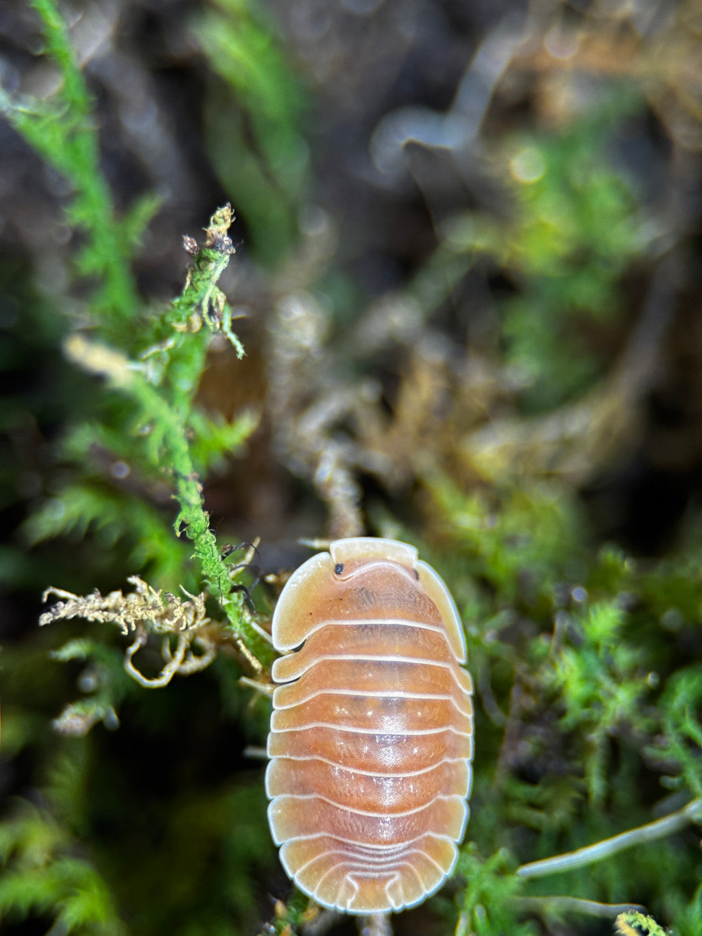 Crabby Isopods (Cubaris sp.)
