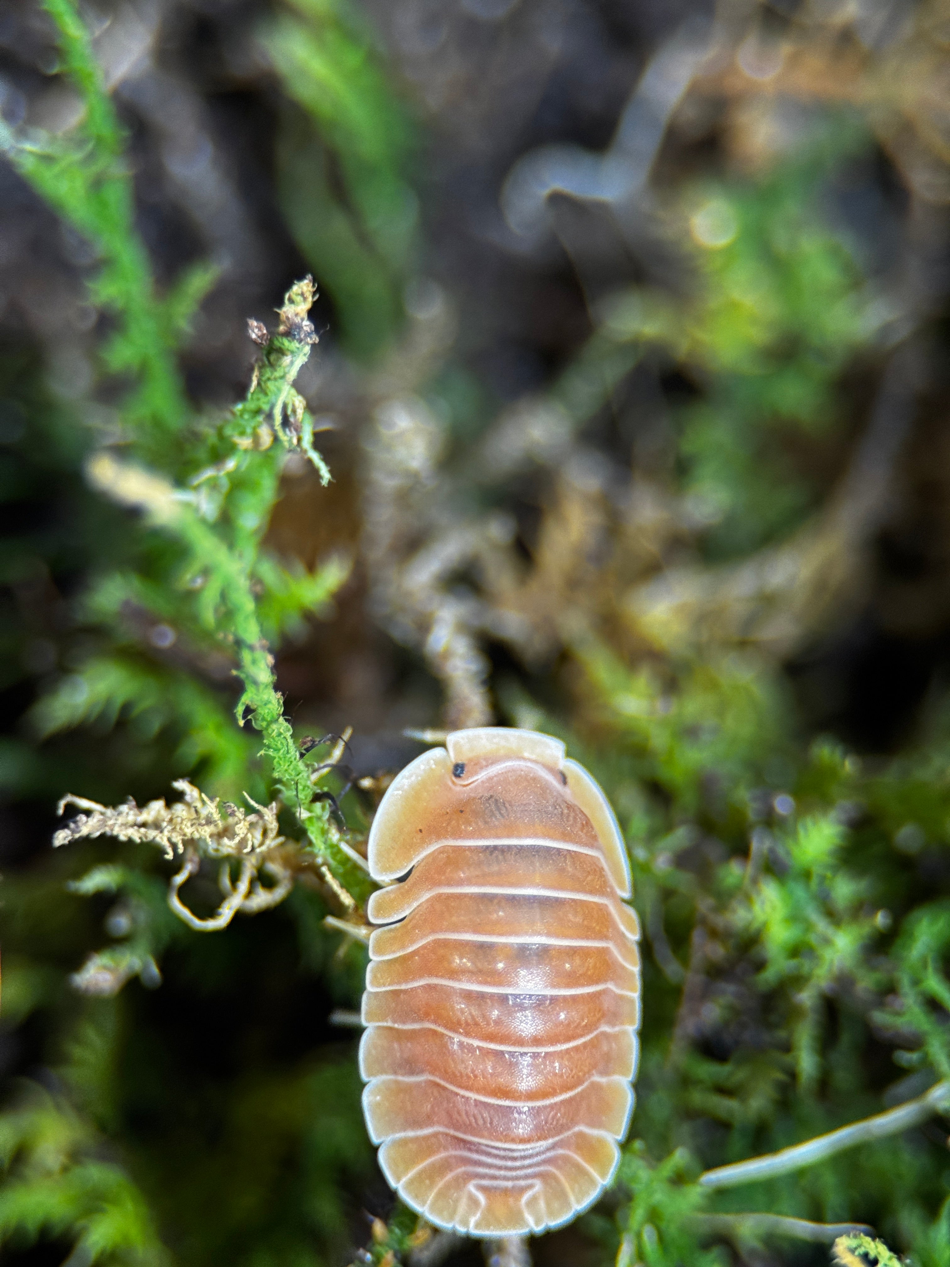 Crabby Isopods (Cubaris sp.)