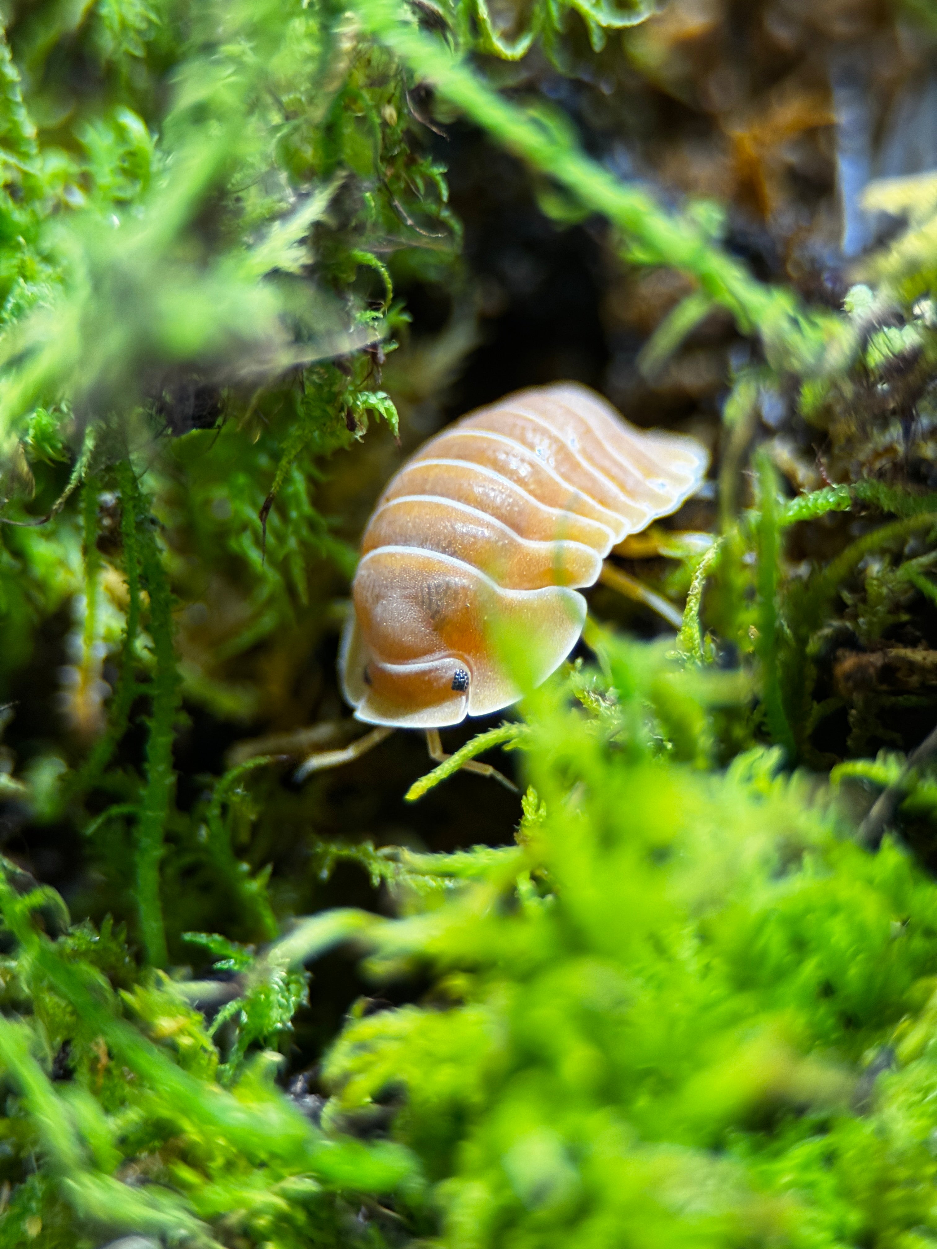 Crabby Isopods (Cubaris sp.)