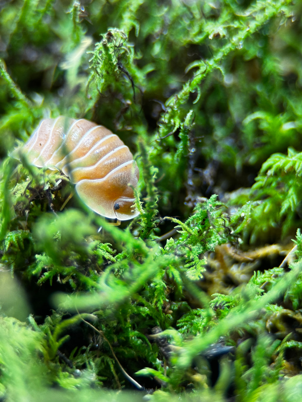 Crabby Isopods (Cubaris sp.)