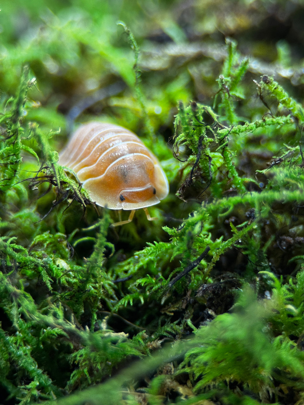 Crabby Isopods (Cubaris sp.)