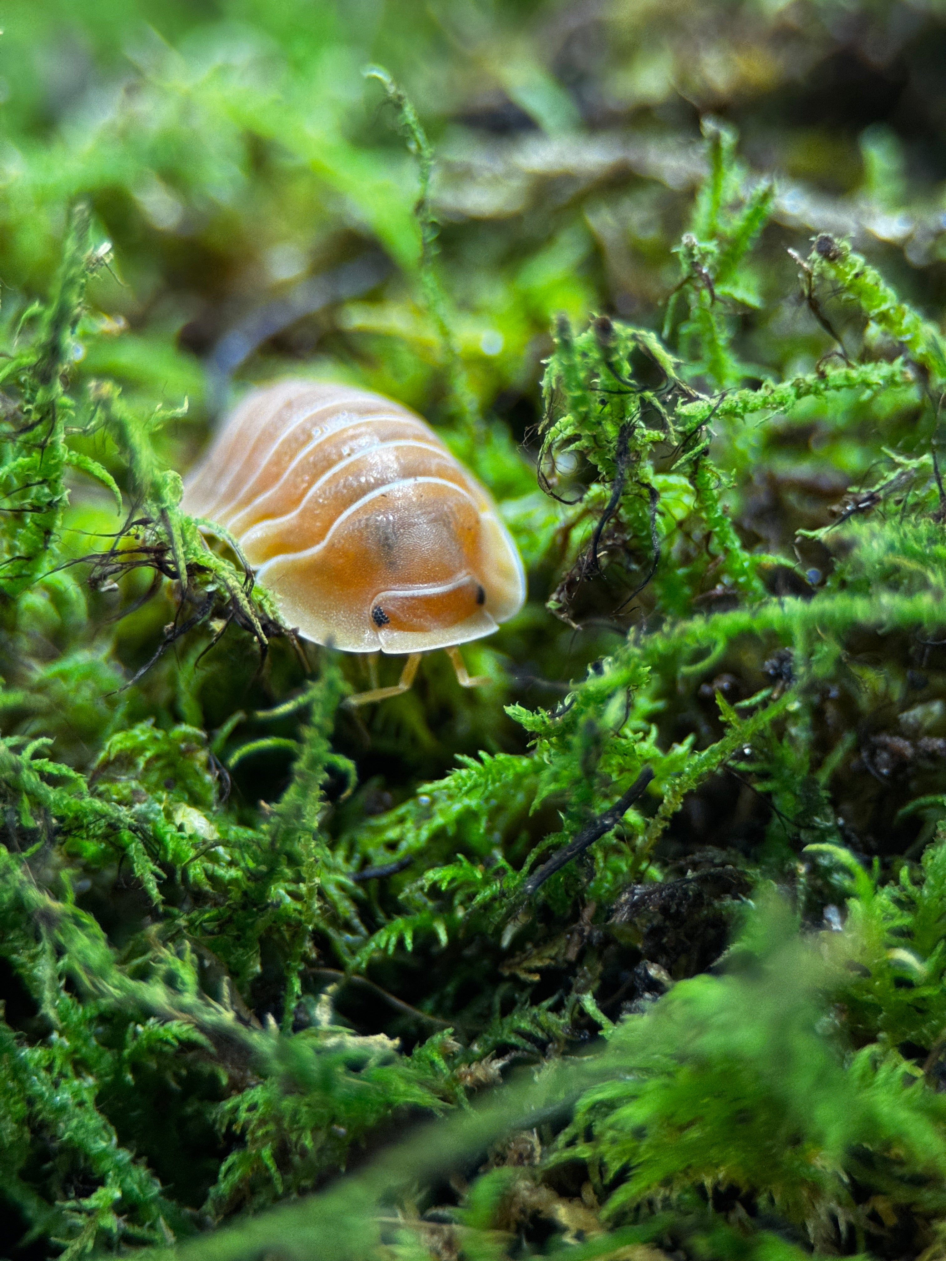 Crabby Isopods (Cubaris sp.)