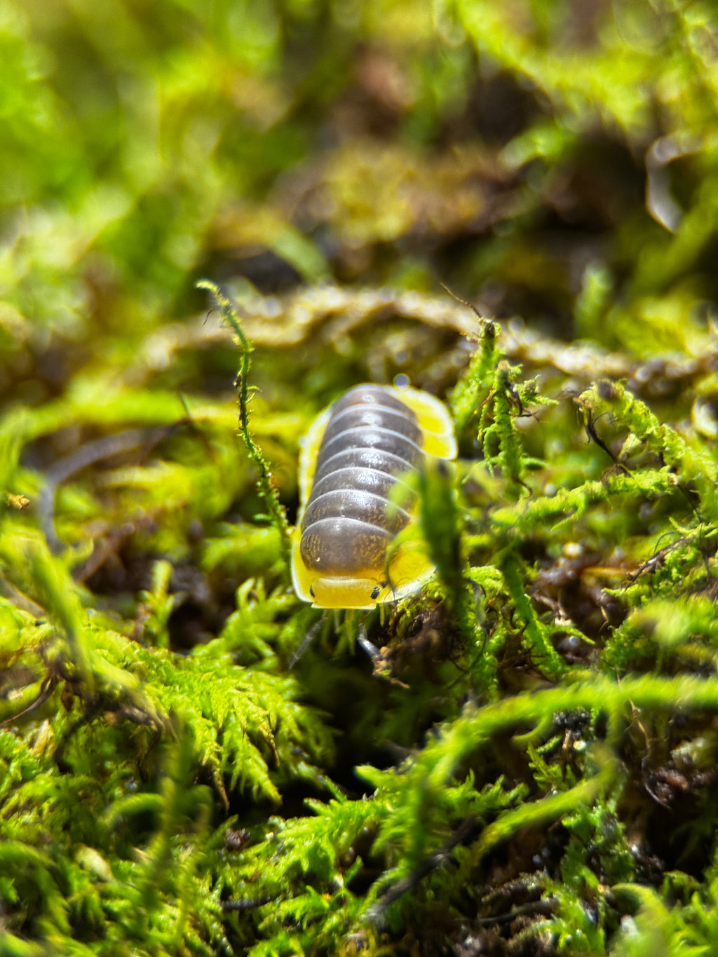 Lemon Blue" Isopods (Cubaris sp.)
