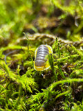 Lemon Blue" Isopods (Cubaris sp.)