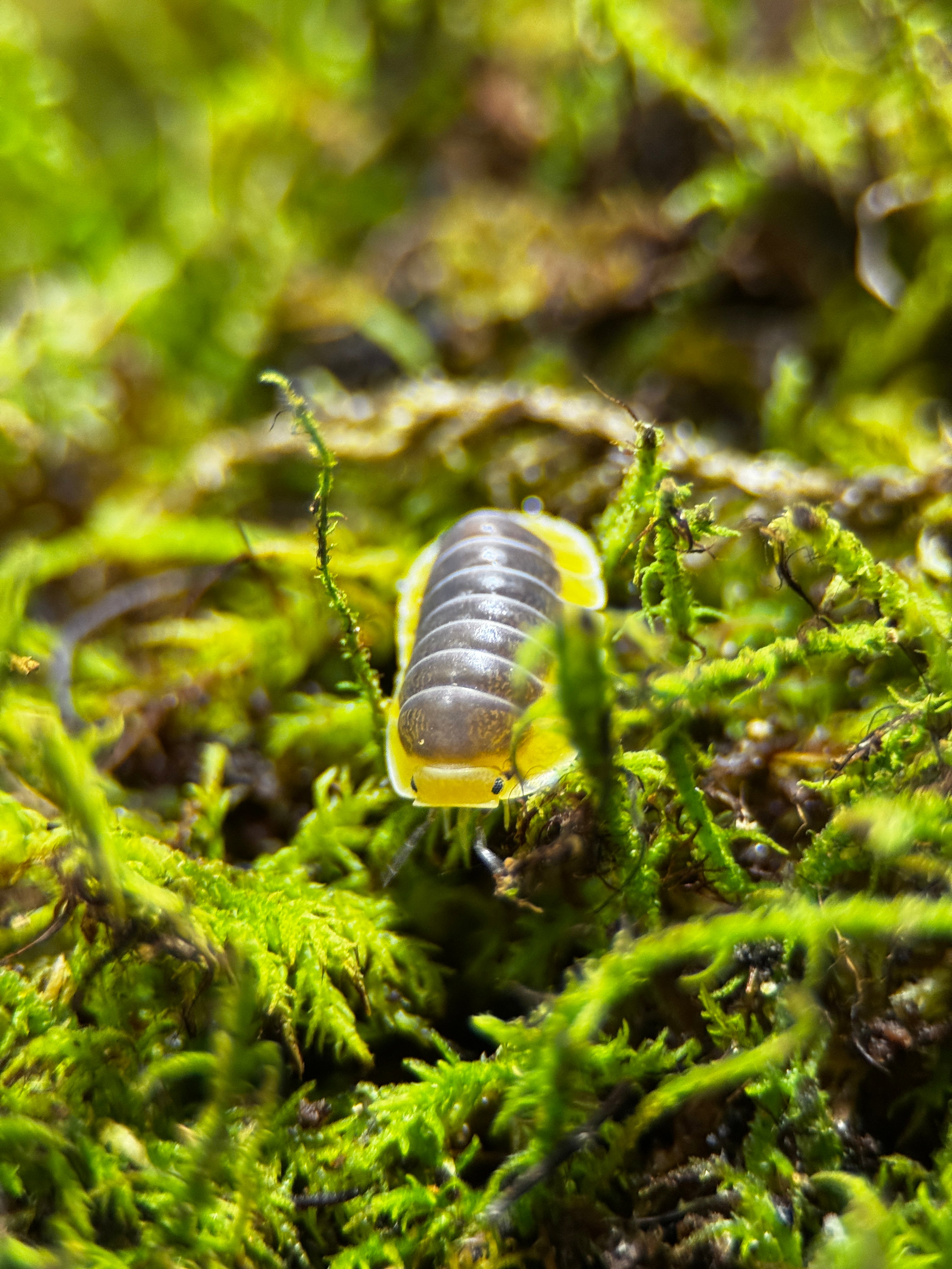 Lemon Blue" Isopods (Cubaris sp.)