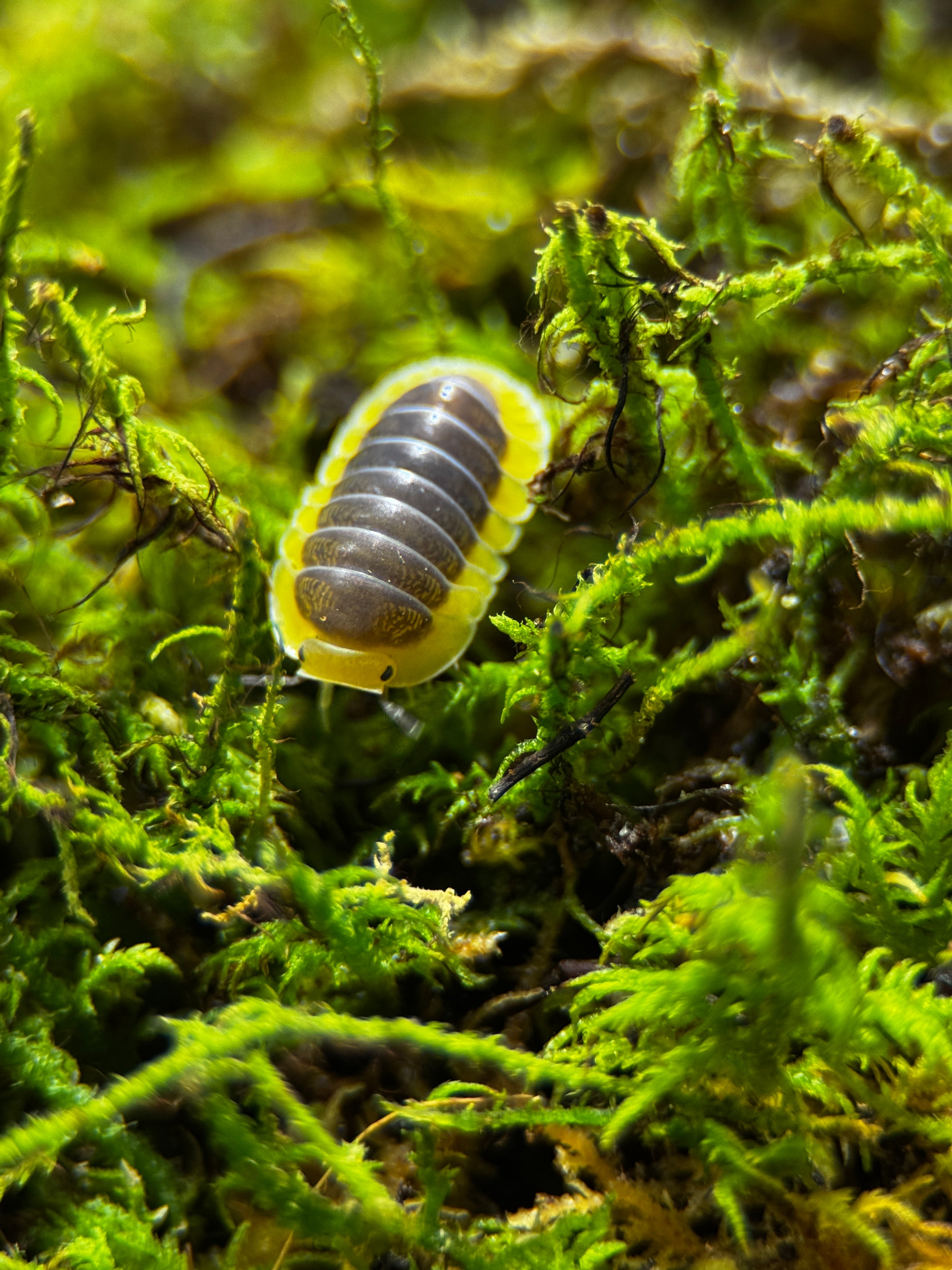 Lemon Blue" Isopods (Cubaris sp.)