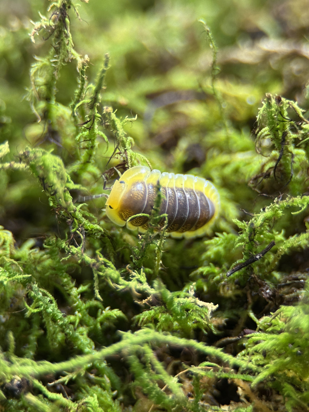Lemon Blue" Isopods (Cubaris sp.)