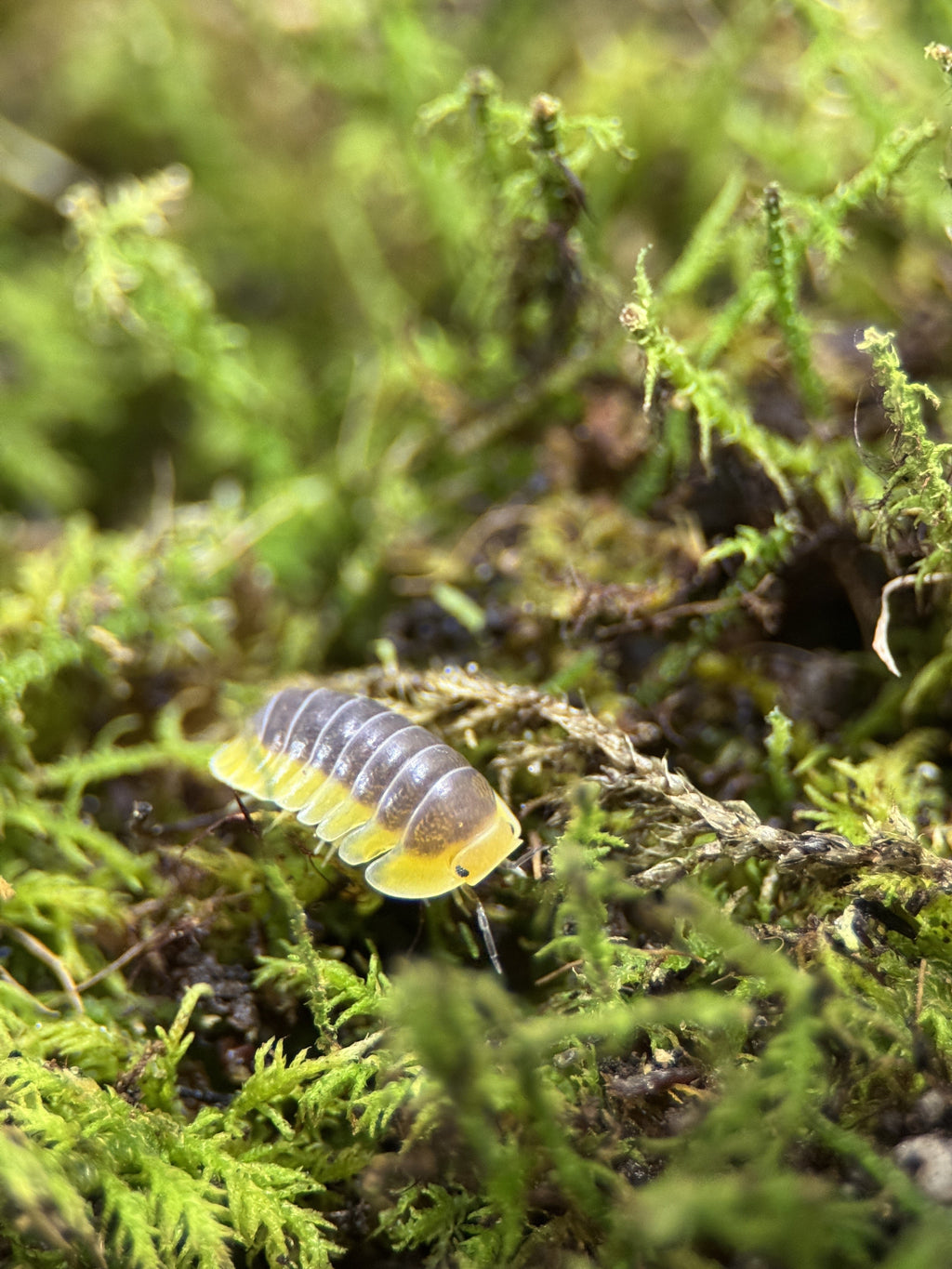 Lemon Blue" Isopods (Cubaris sp.)