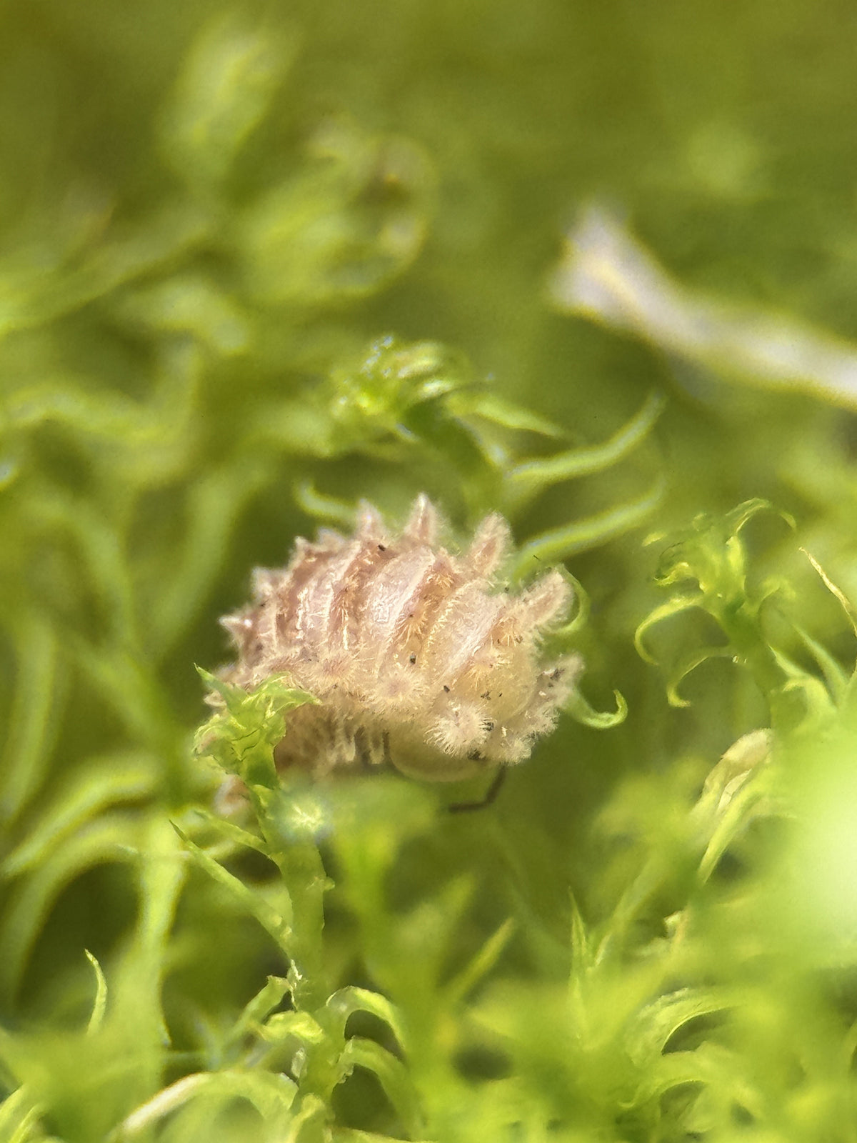 Qilin Isopod (Armadillidae gen. sp.)