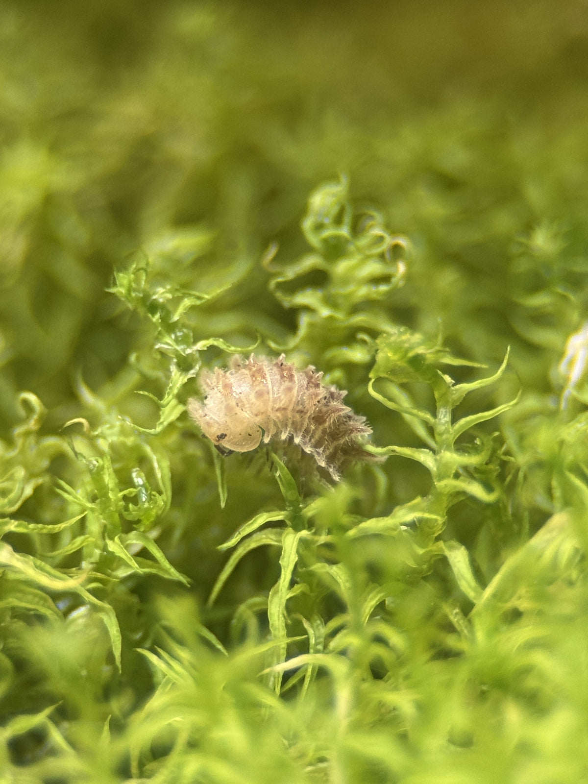 Qilin Isopod (Armadillidae gen. sp.)