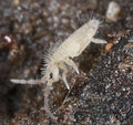 Tropical Pink Springtail Culture (Coecobrya sp.)