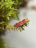 Scarlet isopods (Ardentiella sp.)