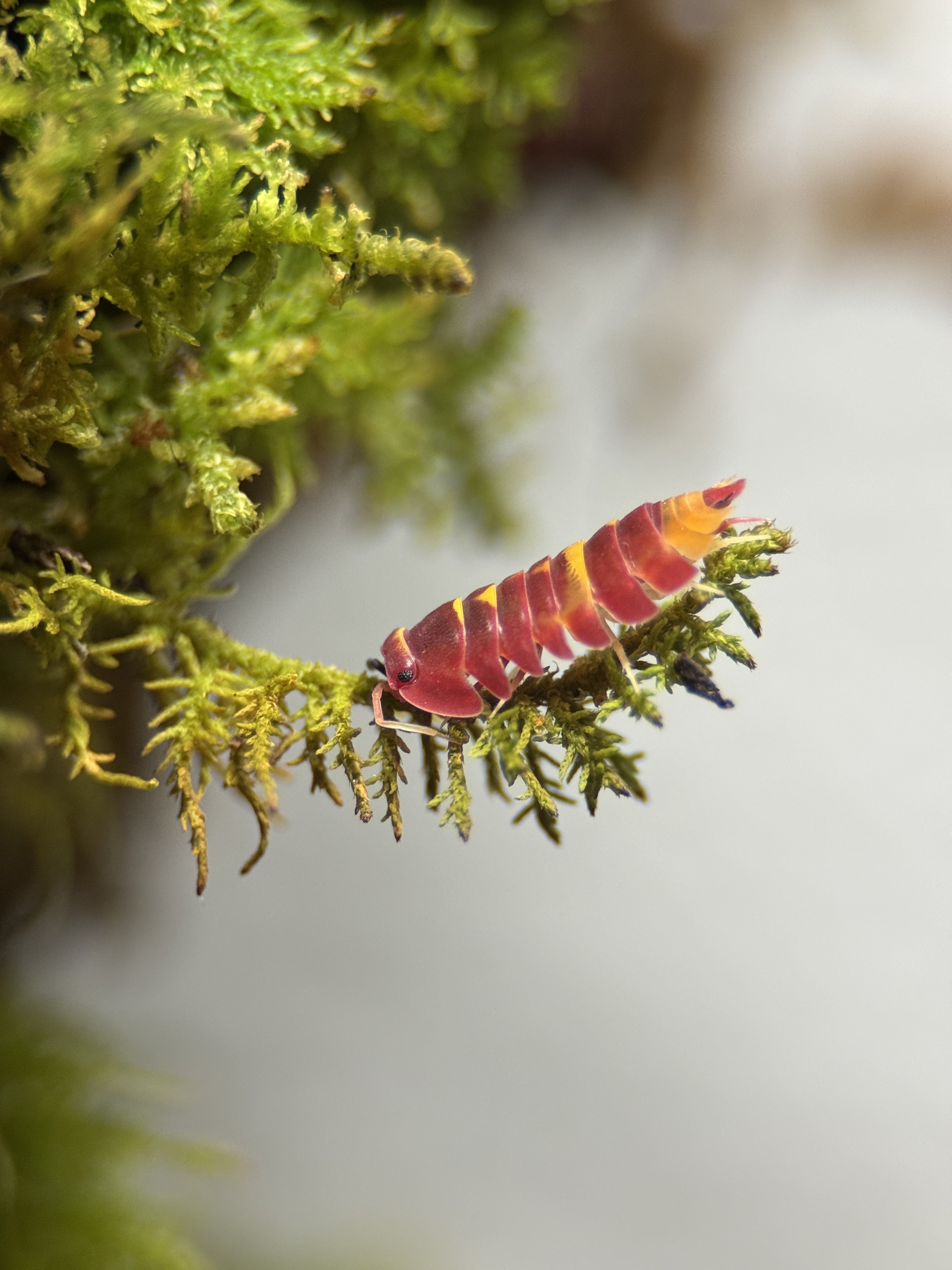 Scarlet isopods (Ardentiella sp.)