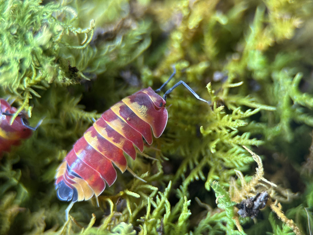 Scarlet isopods (Ardentiella sp.)