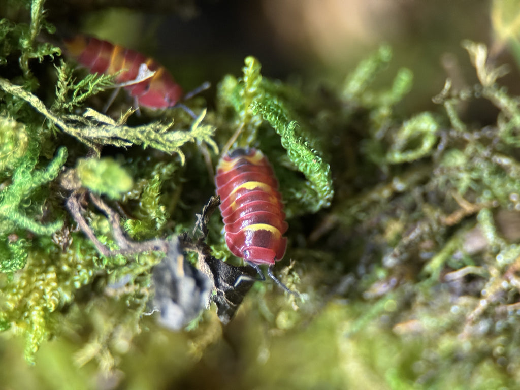 Scarlet isopods (Ardentiella sp.)