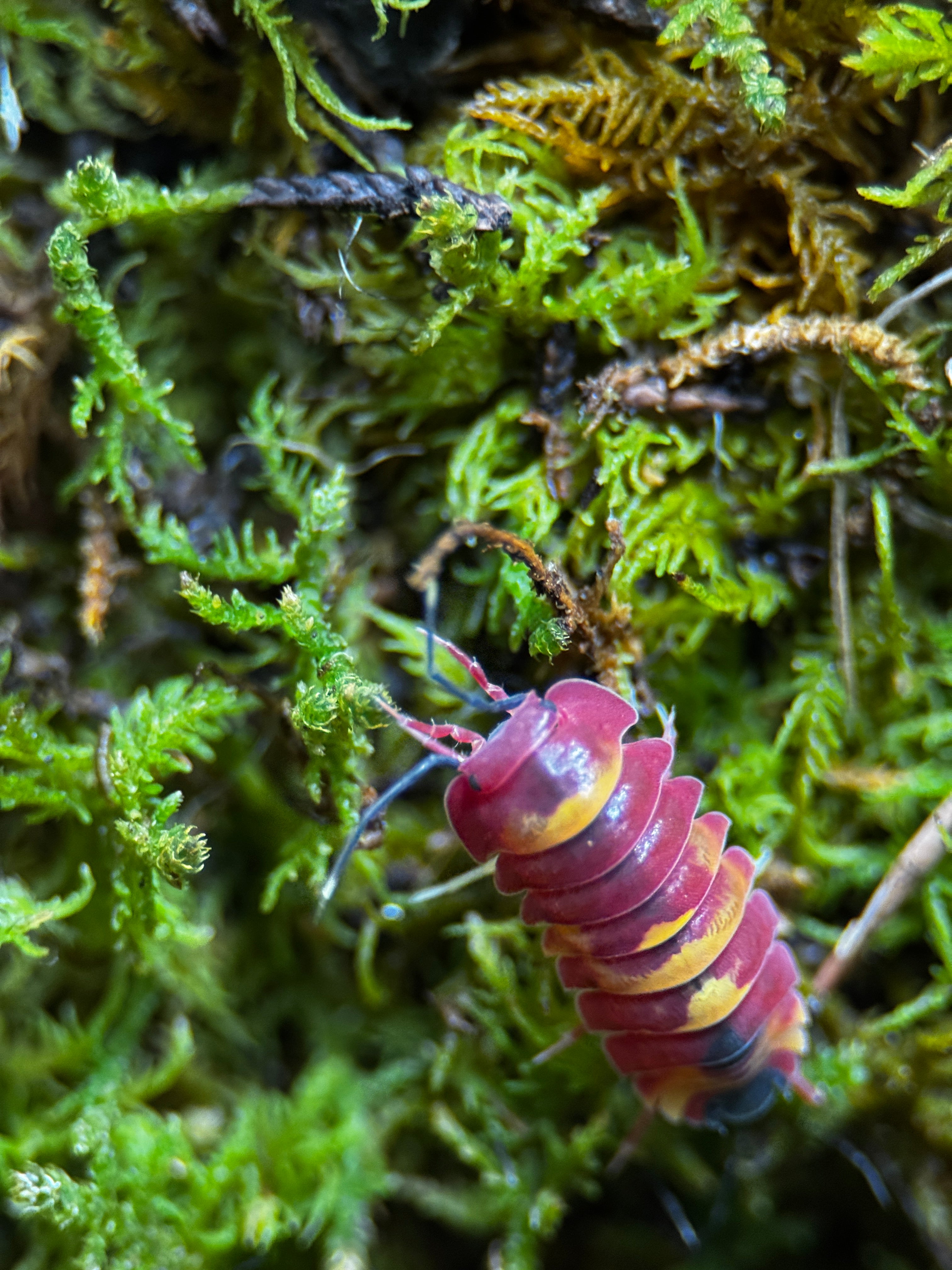 Scarlet isopods (Ardentiella sp.)