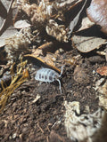 Dairy Cow Isopod (Porcellio laevis)