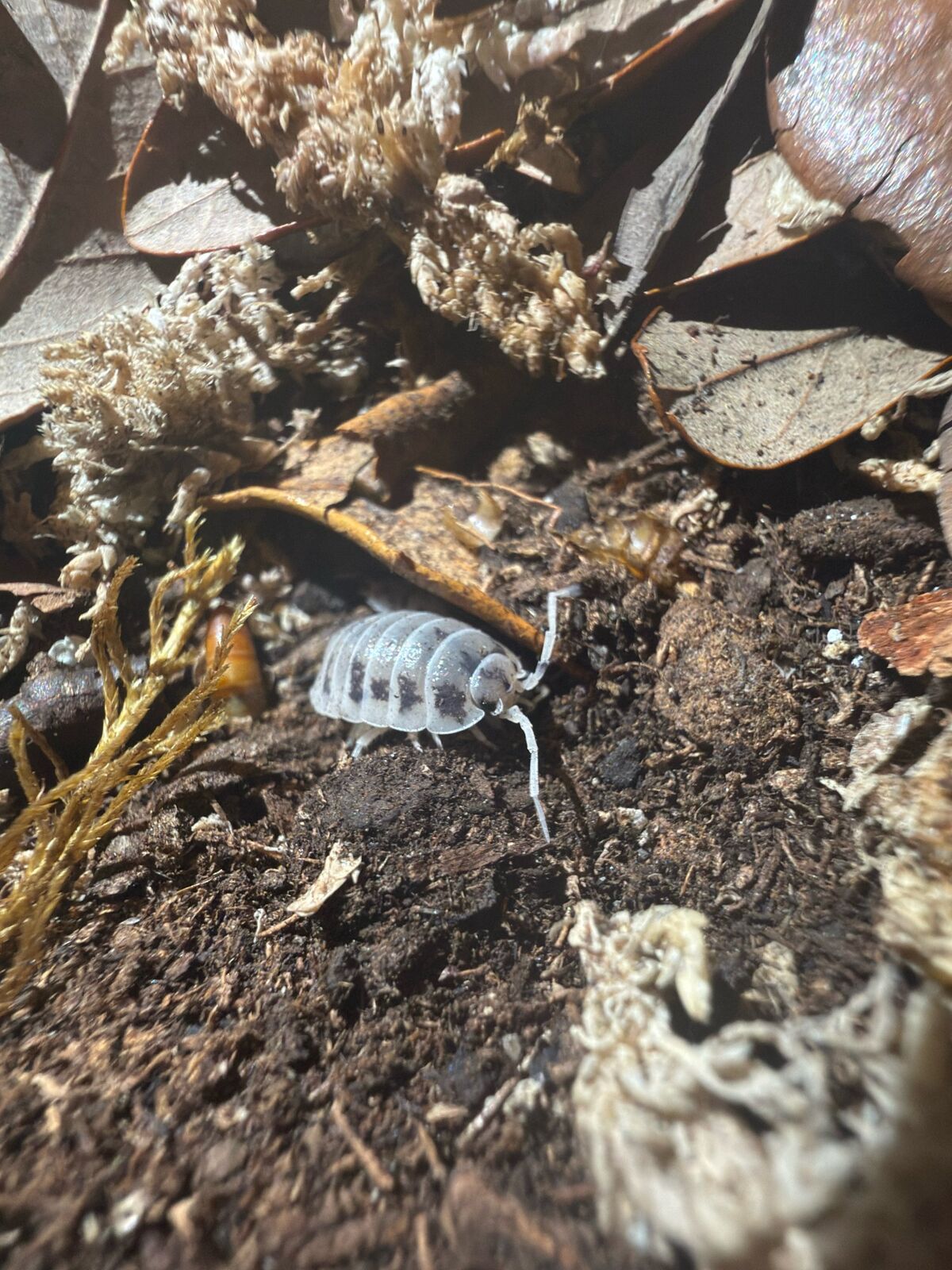 Dairy Cow Isopod (Porcellio laevis)