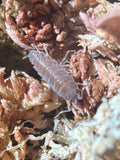 Powder Blue Isopod (Porcellionides pruinosus)